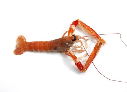 DUBLIN BAY PRAWN OR NORWAY LOBSTER OR SCAMPI ephrops norvegicus ON A WHITE BACKGROUND