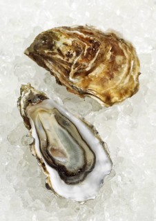 FRENCH AUSTRIA MARENNES D'OLERON ostrea edulis ON ICE
