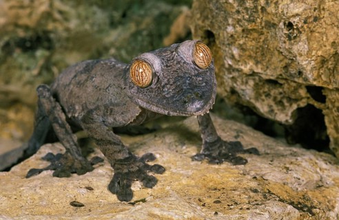 Leaf-Tailed Gecko