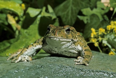 European green toad