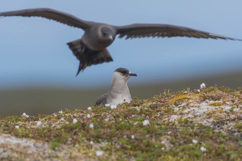 Arctic skuas