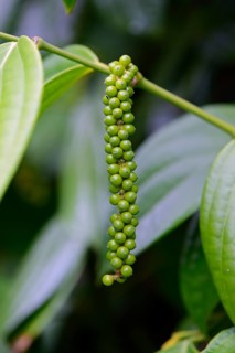 Unripe panicle of the Black pepper