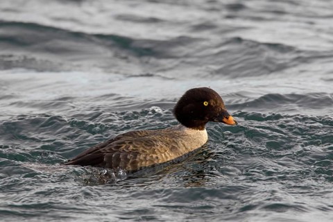 Barrow's goldeneye