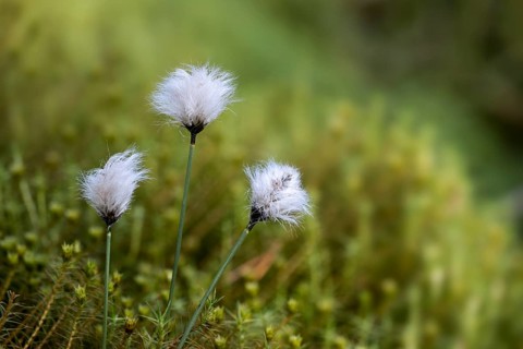 Bristle-shaped seed heads of common cottongrass