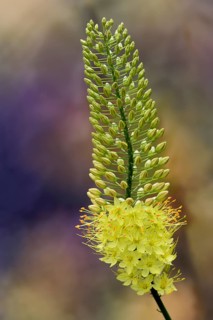 Foxtail lily