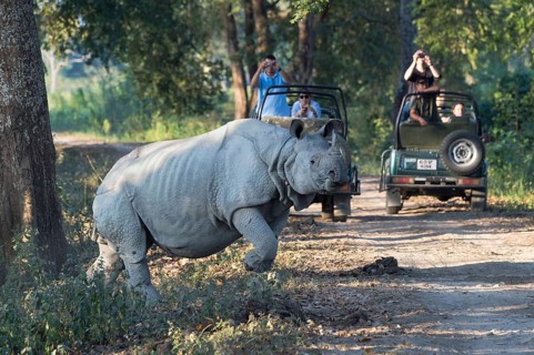 Indian rhinoceros