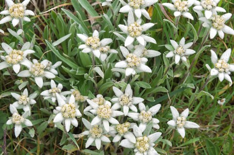 Alpine Edelweiss