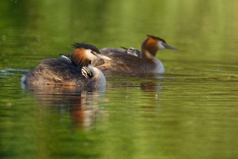 Great crested grebe