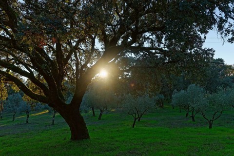Holm Oak