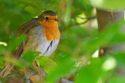 European robin