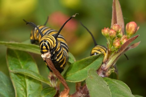 Caterpillar of the monarch butterfly