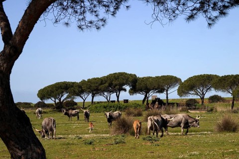 Maremman cattle