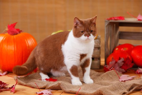 British shorthair