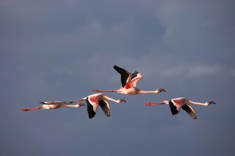 Lesser Flamingo