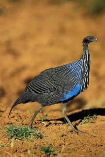 VULTURINE GUINEAFOWL