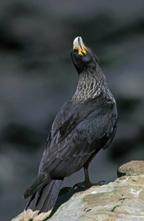 Striated Caracara