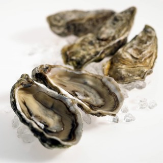 FRESH OYSTERS ostrea edulis against a white background