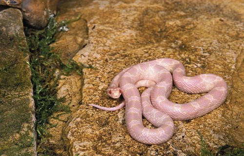 Corn Snake