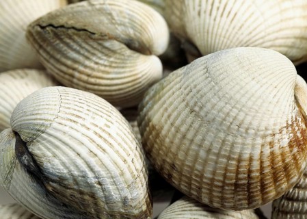 Common Cockle