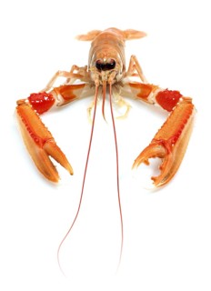 DUBLIN BAY PRAWN OR NORWAY LOBSTER OR SCAMPI ephrops norvegicus ON A WHITE BACKGROUND