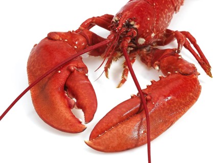 Lobster
