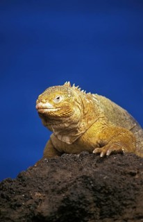 Galapagos Land Iguana