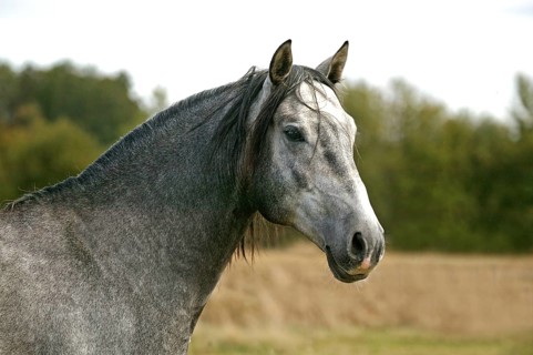 Lusitano stallion