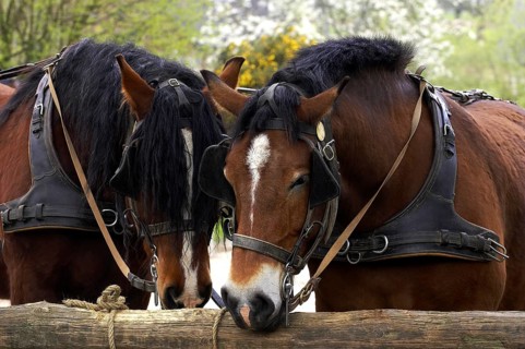 Cob Normand horse
