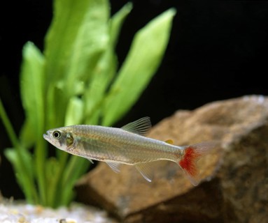Bloodfin tetra