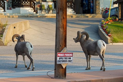 Two bighorn sheep