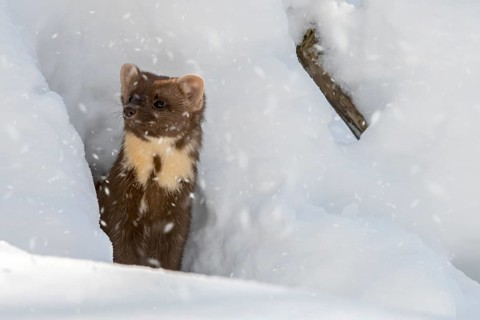 European pine marten