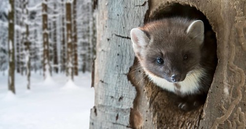 European pine marten