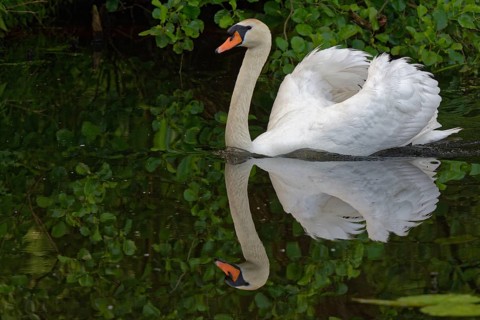 Mute swan