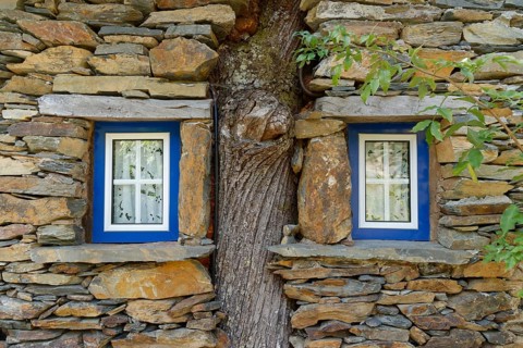 Slate house built around tree