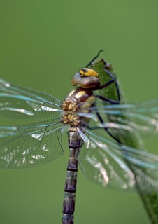 Freshly hatched Blue-green Mosaic Damselfly