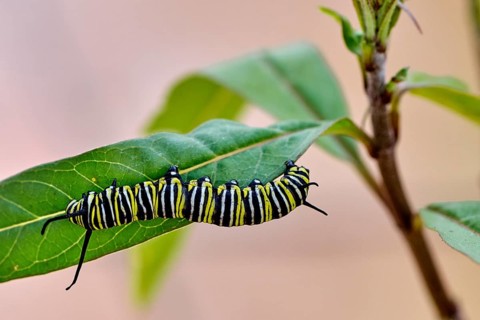 Caterpillar of the monarch butterfly