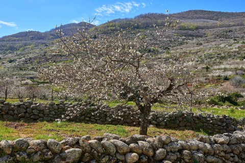 Cherry trees