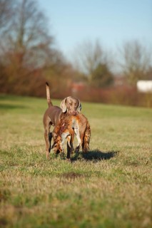 Weimaraner