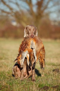 Weimaraner