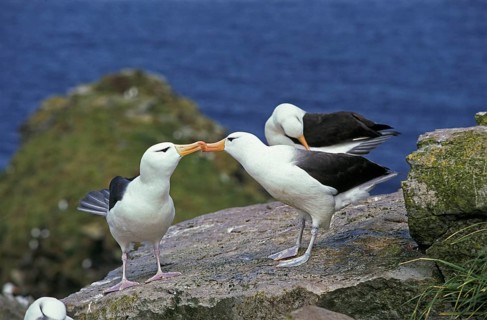 BLACK-BROWN ALBATROSS diomedea melanophris