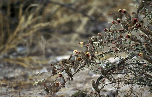 Red Billed Quelea