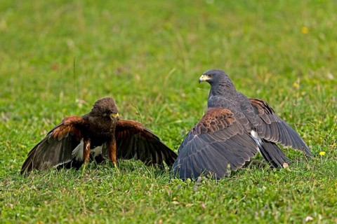 Harris's hawk