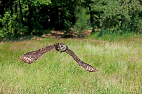Cape Eagle Owl