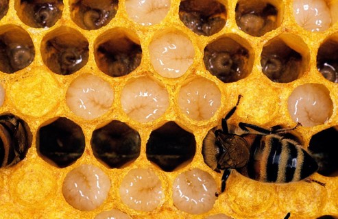 Honey Bee