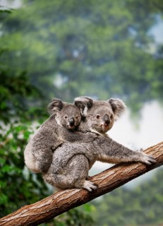 Koala