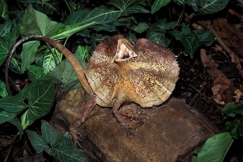 Frill necked Lizard