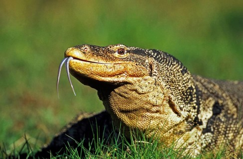 Water Monitor