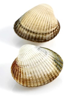 Common Cockle