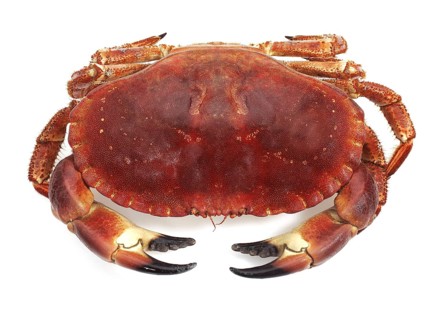 EDIBLE Hermit crab