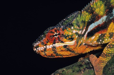 Jewelled Chameleon or Carpet Chameleon